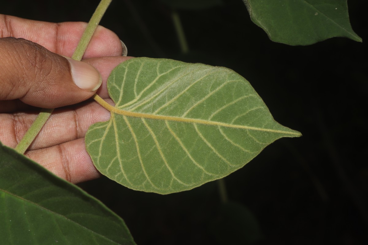 Bonamia semidigyna (Roxb.) Hallier f.